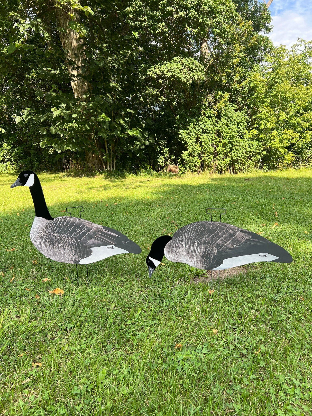 DECOY DADDY CANADA GOOSE TÊTE FLOCKÉE (DOUZAINE)