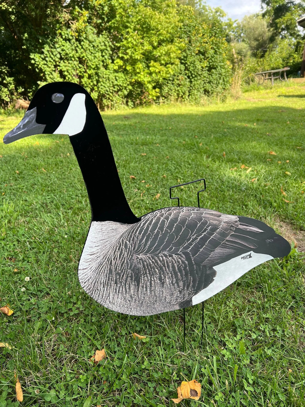 DECOY DADDY CANADA GOOSE TÊTE FLOCKÉE (DOUZAINE)