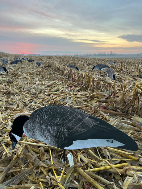 DECOY DADDY CANADA GOOSE TÊTE FLOCKÉE (DOUZAINE)